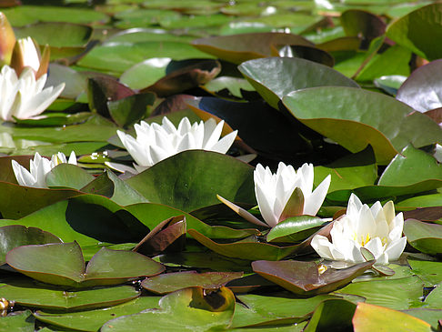 Planten un Blomen - Wasserkaskaden Fotos
