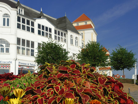 Foto Seebrücke Binz - Ostseebad Binz