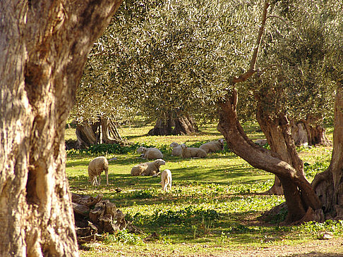 Fotos Kreta | Heraklion